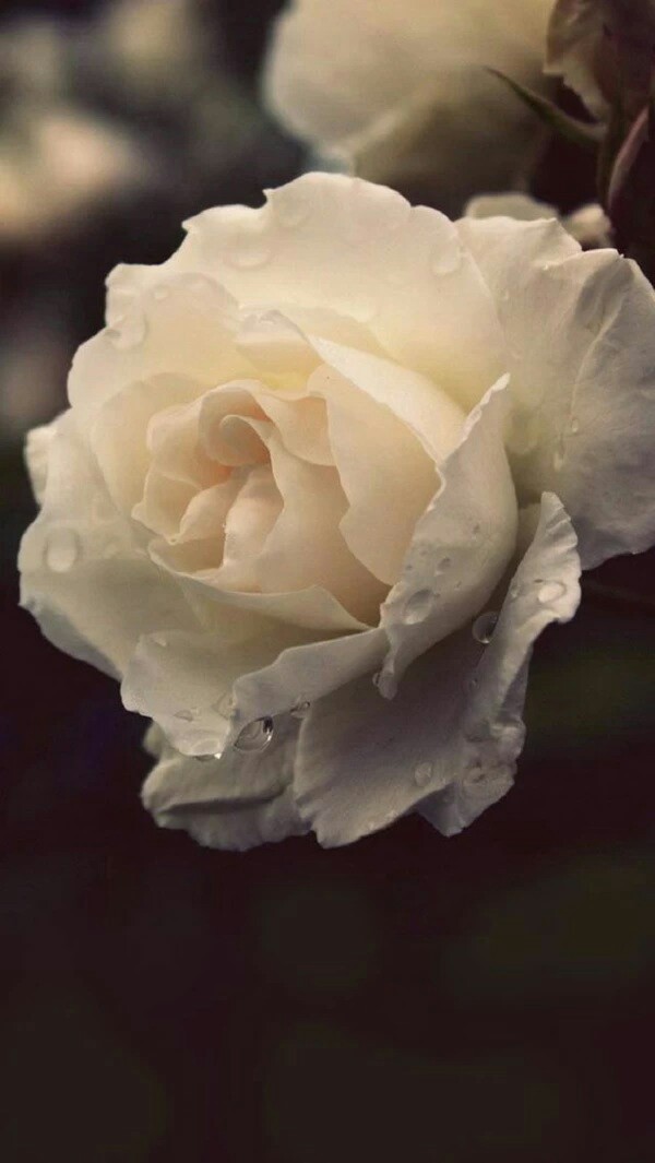 花开花落花无悔,缘来缘去缘如水。