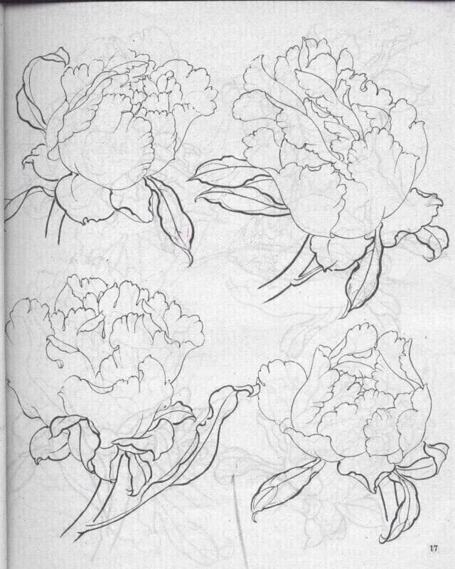 画素材 牡丹 白描 线稿 黑白 植物 花卉 参考