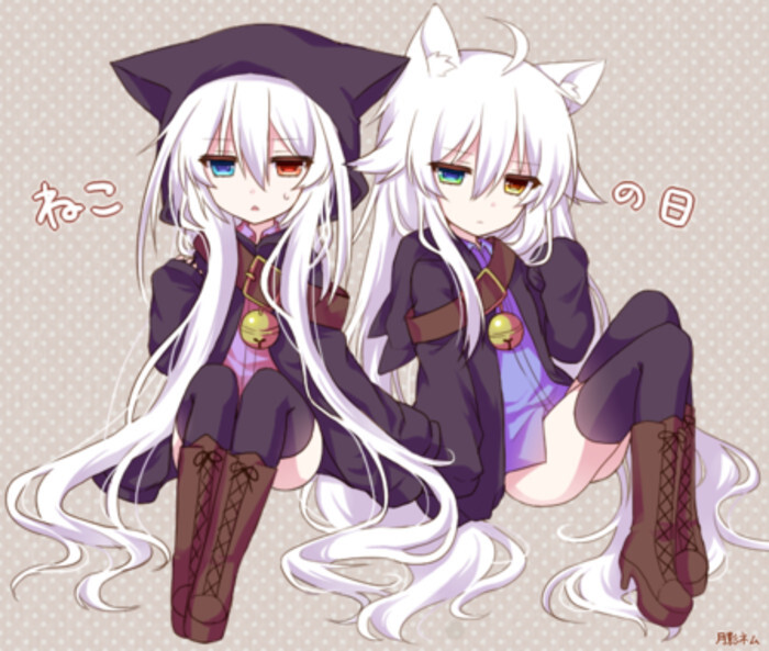 爱丽丝克罗地亚 异瞳 萌 猫 双子-堆糖,美好生活