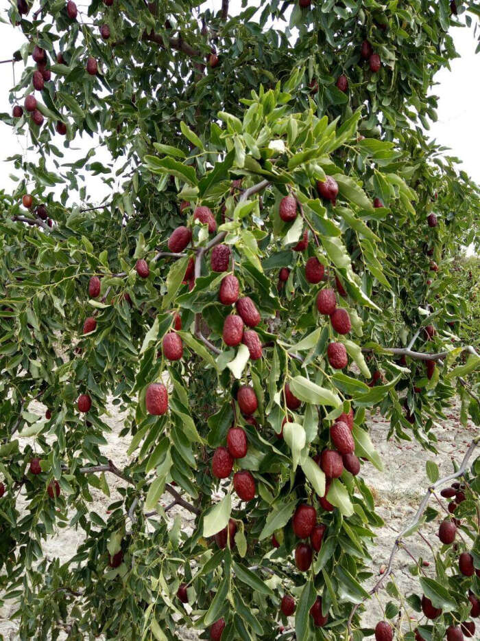 若羌灰枣:新疆温差大,光照时间长,雪水灌…-堆