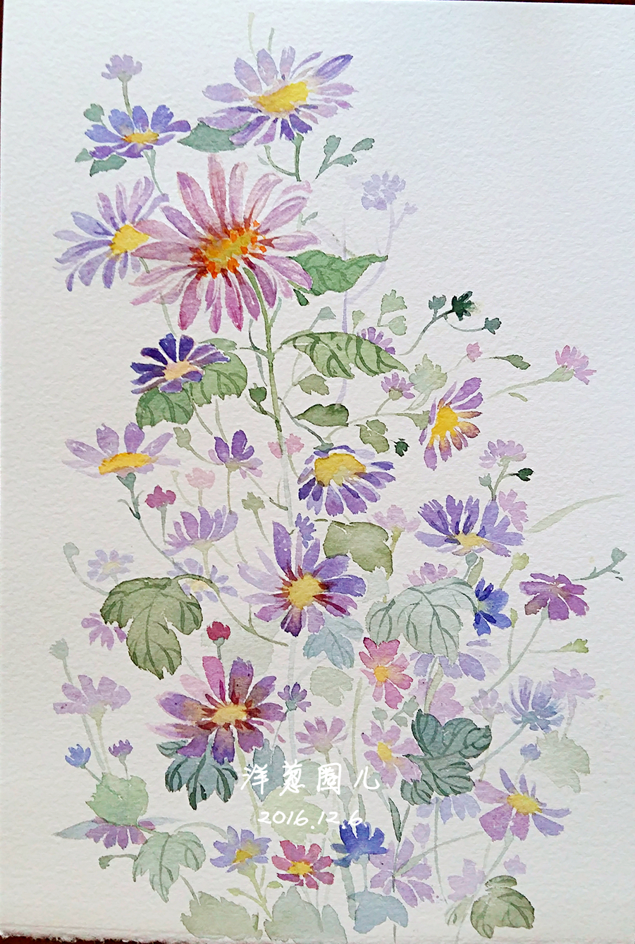 【临摹水彩画】雏菊花