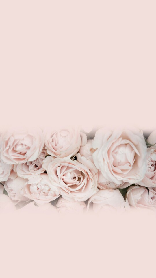优雅淡粉玫瑰壁纸