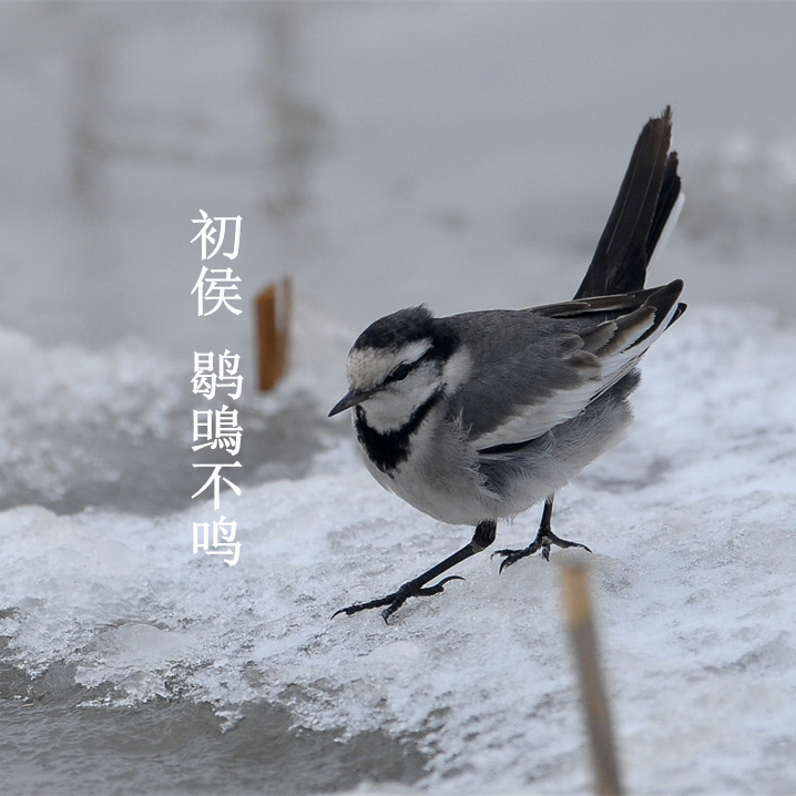 大雪:一侯鹖鴠不鸣