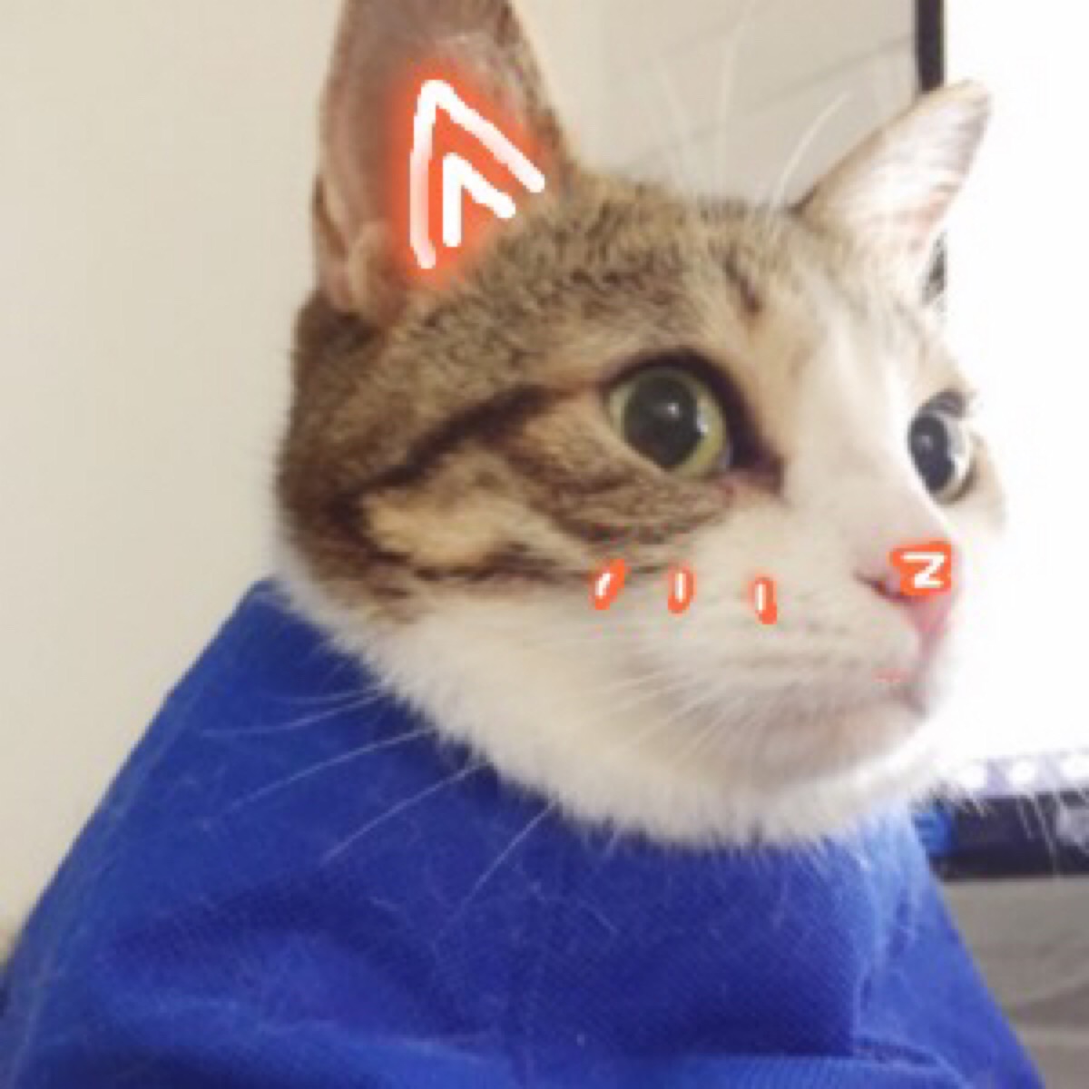 [猫咪表情][可爱表情][软妹表情]喵星人 汪星人 表情包 可爱 萌
