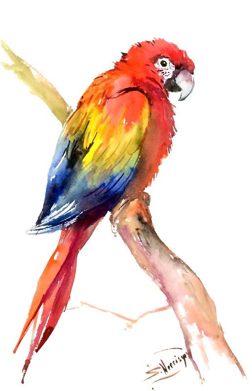 水彩 色彩 鹦鹉 意境 尾巴