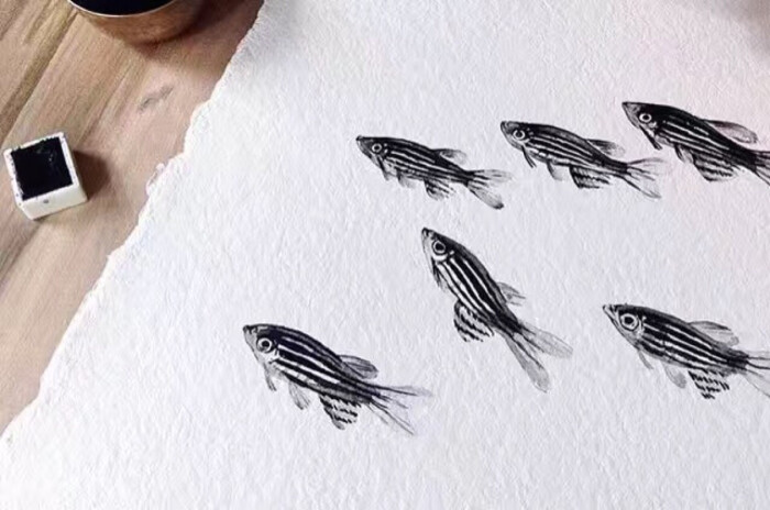 黑白铅笔斑马鱼