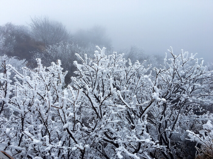 雪树