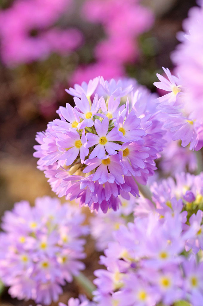 樱花草(学名:primula malacoides),是报春花科报春花属多年生草本花卉