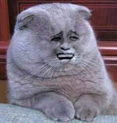 哈哈,你这小畜生说话真幽默.