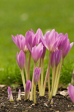 水仙(学名:colchicum autumnale l.