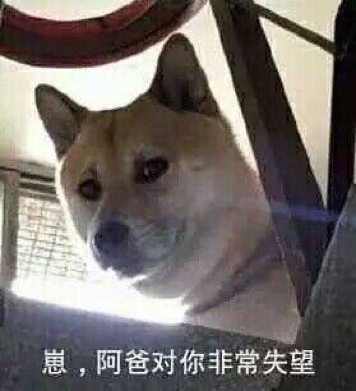 狗狗表情包