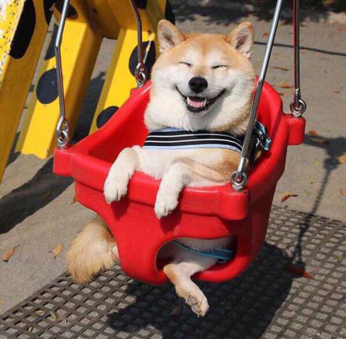 头像 柴犬