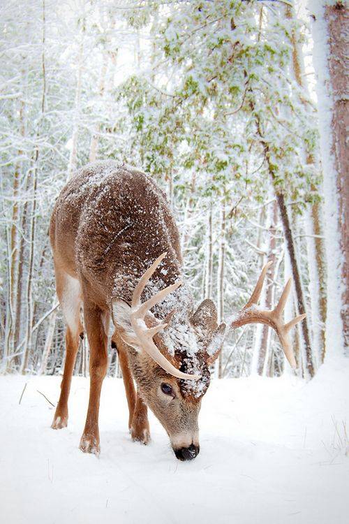 雪鹿