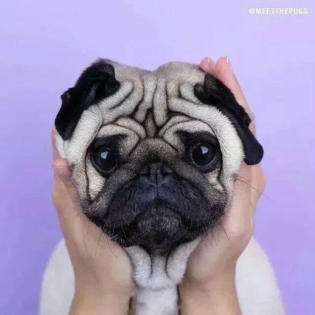 巴哥头像 搞笑 个性