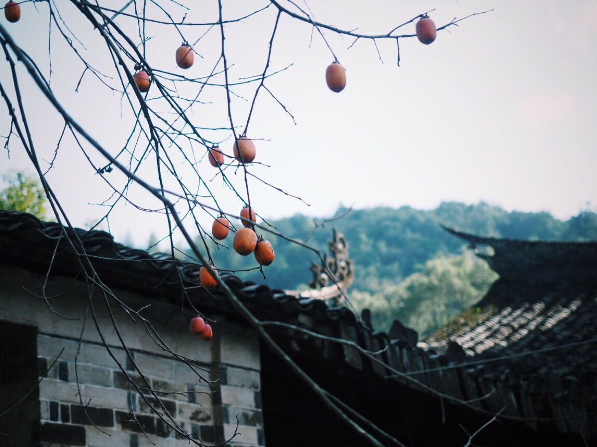 拍不腻的村野四季,至少在雾霾四起的当下,这里是一方净土.