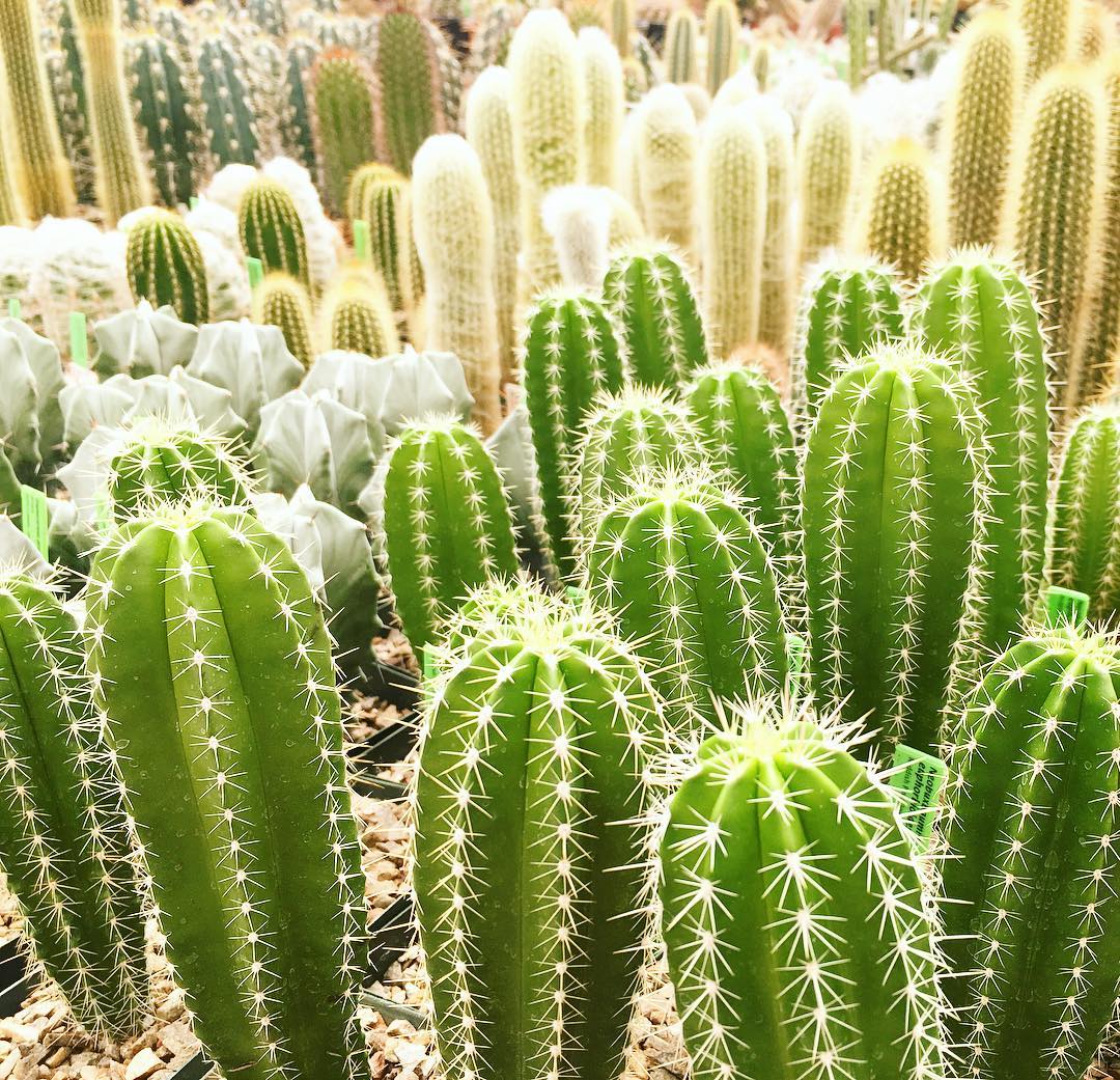 仙人掌 | 仙人球 | cactus | 植物 | 插画 | 壁纸 | 摄影 | instagram