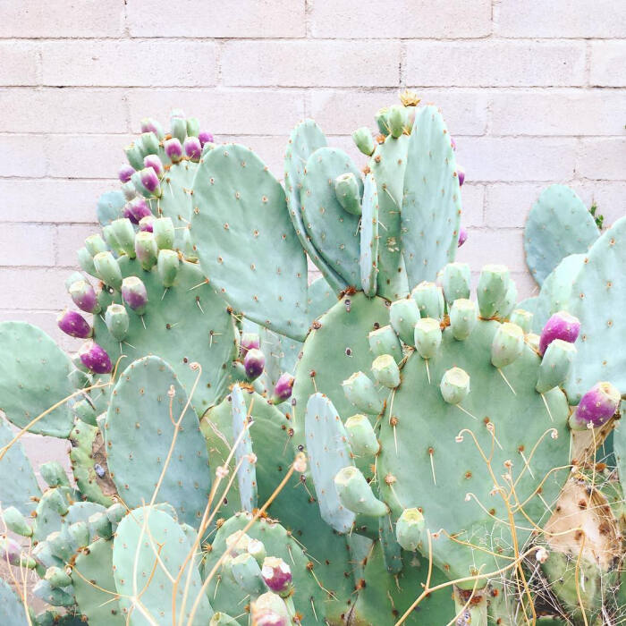 仙人掌 | 仙人球 | cactus | 植物 | 插画 | 壁纸 | 摄影 | instagram