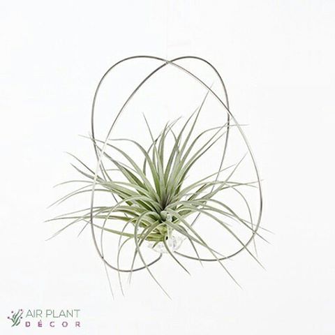 空气凤梨 | 空凤 | 懒人植物 | air plant | tillandsia