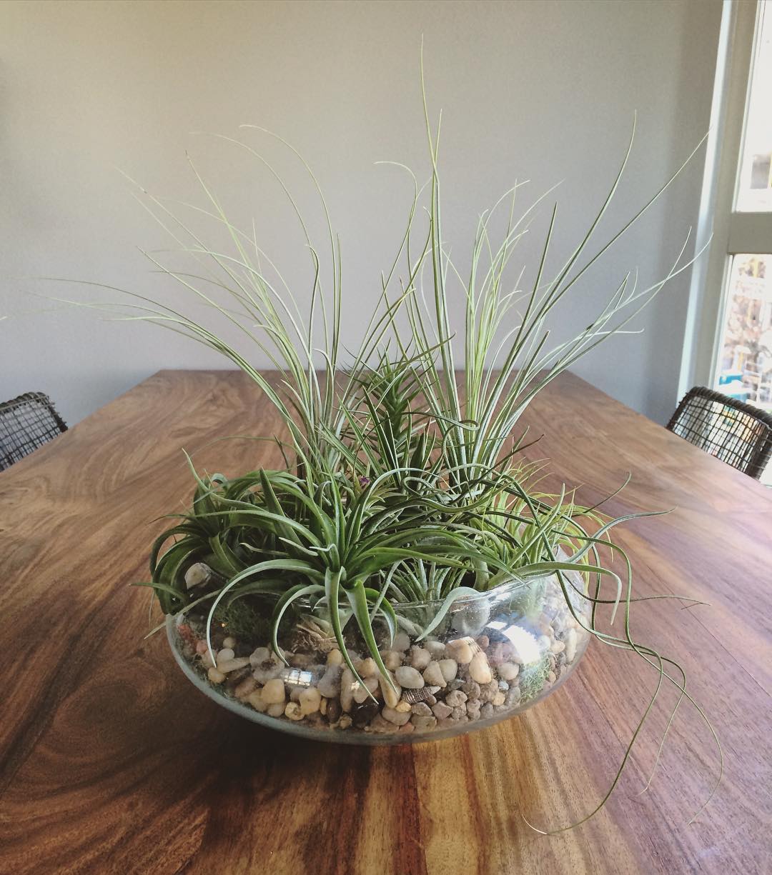 空气凤梨 | 空凤 | 懒人植物 | air plant | tillandsia