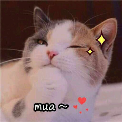 猫卖萌表情包-持续更