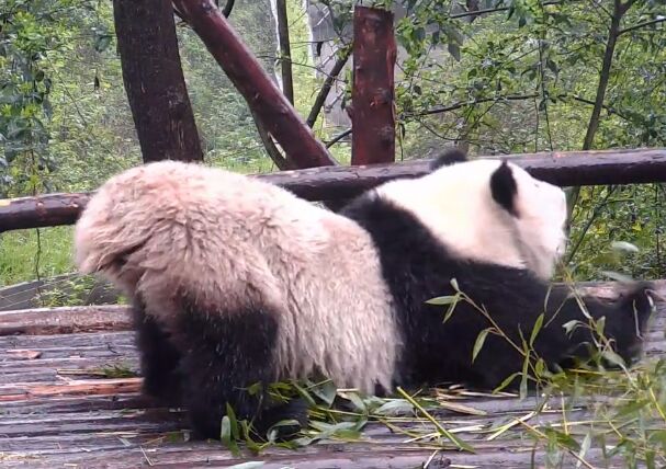 伸懒腰