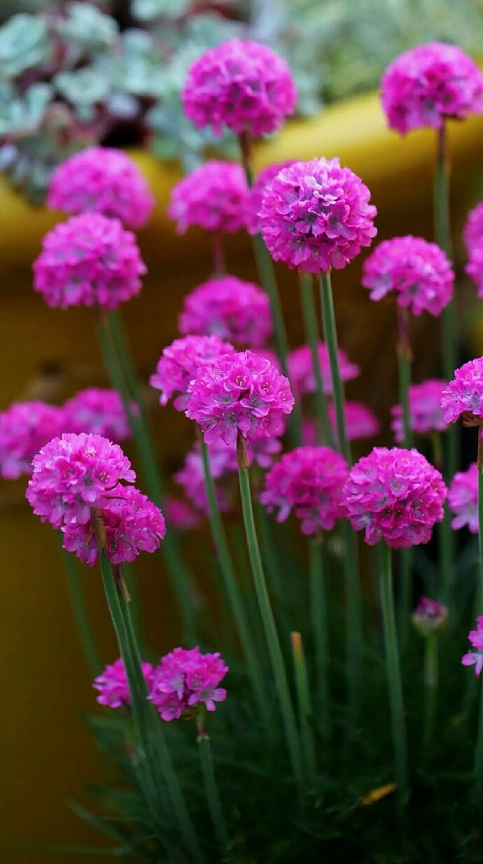 石竹花的花语是纯洁的爱和大胆,女性美,同时也是作为母亲慈爱的象征