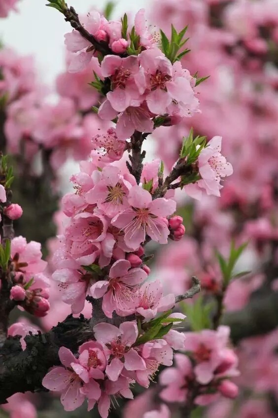 桃花十里,灼灼其华