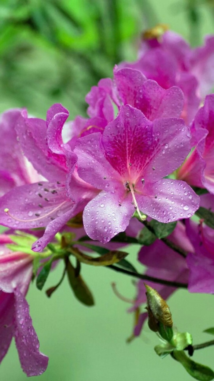 杜鹃花,别名:山踯躅,山石榴,映山红,拉丁文名:rhododendron simsii