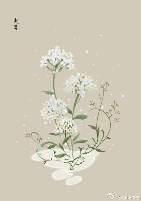 1月12日 庭荠(sweet alyssum 花语 优雅