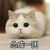 【funny】乱七八糟的表情包2333 滑稽 污的可爱 纯文字 斗图 by谭温楠