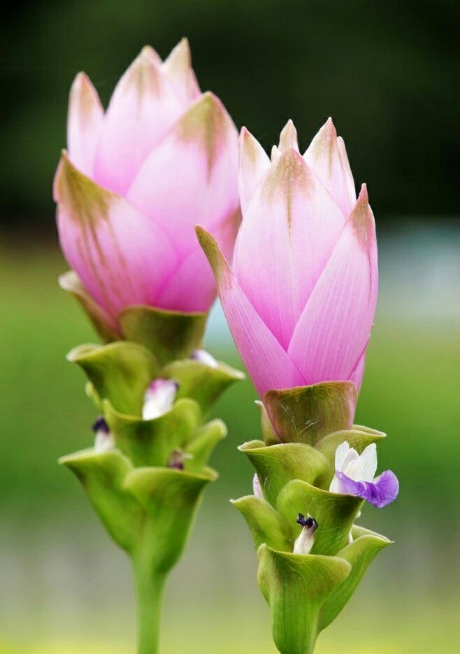 姜花(siam tulip,热带花卉.