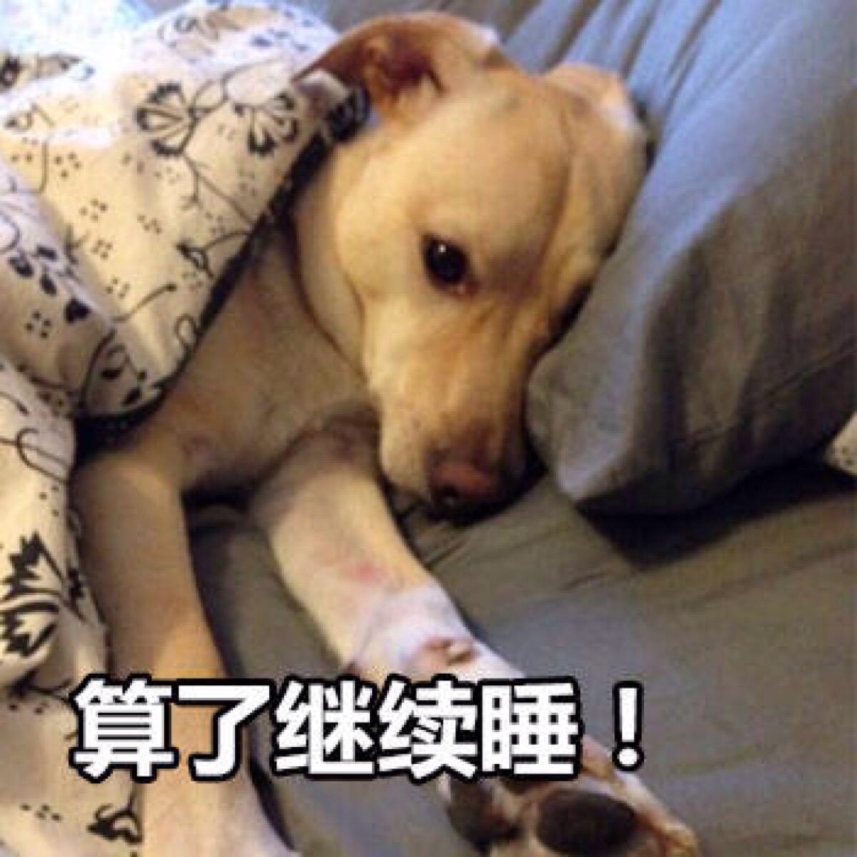 算了继续睡