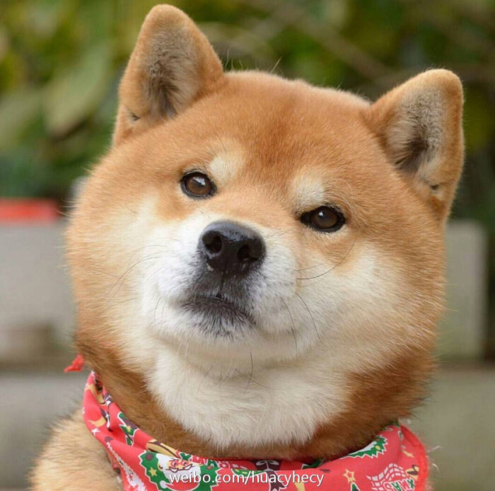 头像!柴犬