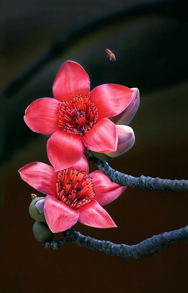 花落花飞 花开花谢 花依旧