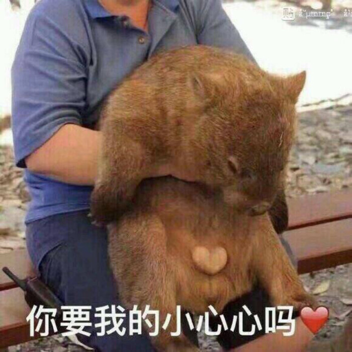你要我的小心心吗 表情包