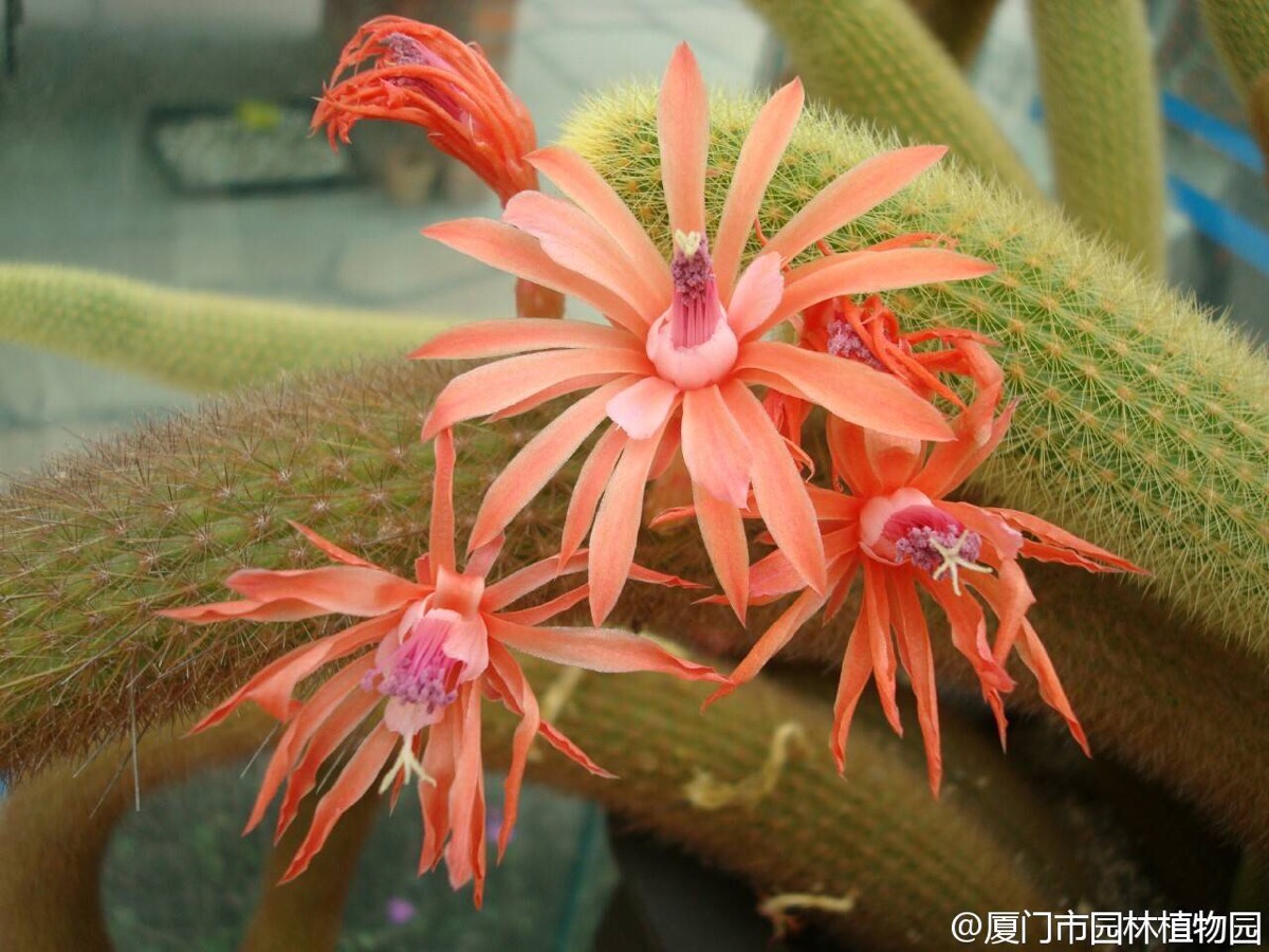 黄金钮cleistocactus winteri/hildewintera aureispina 仙人掌科管