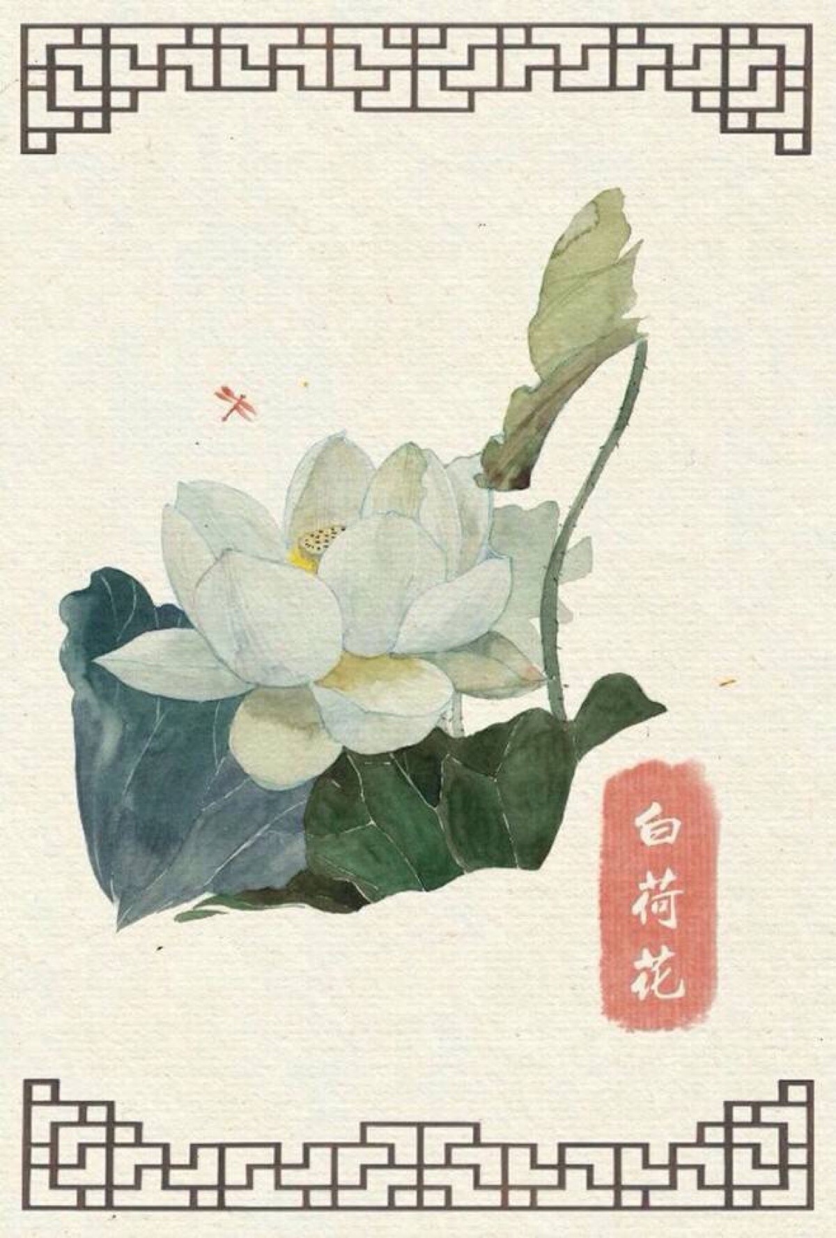 手绘～白莲花