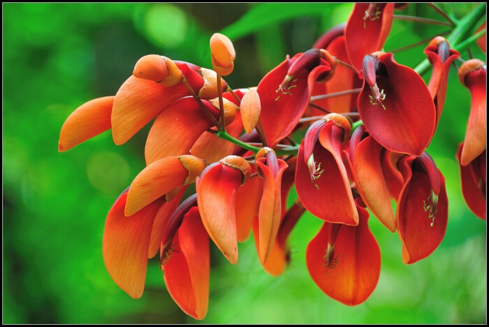 鸡冠刺桐(拉丁学名:erythrina crista-galli linn.