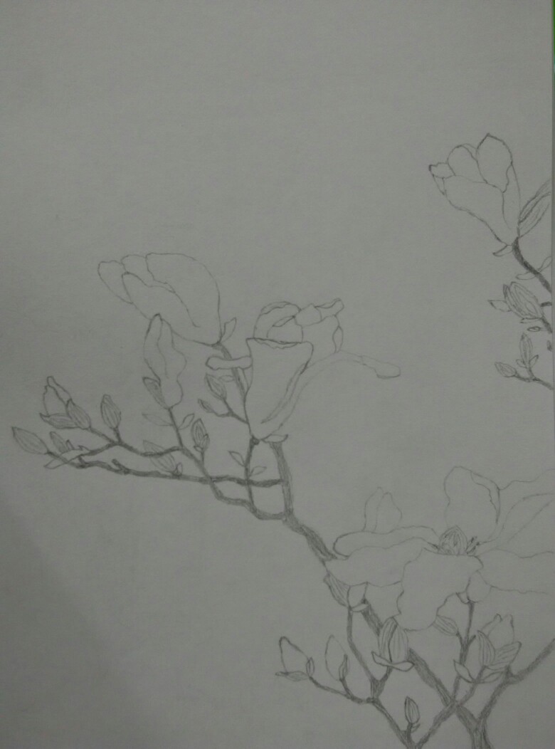 素描花类