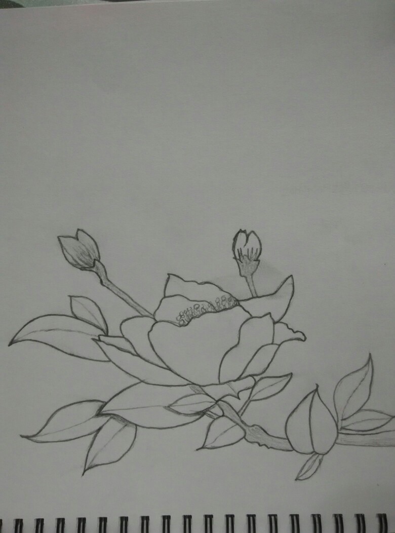 素描花类