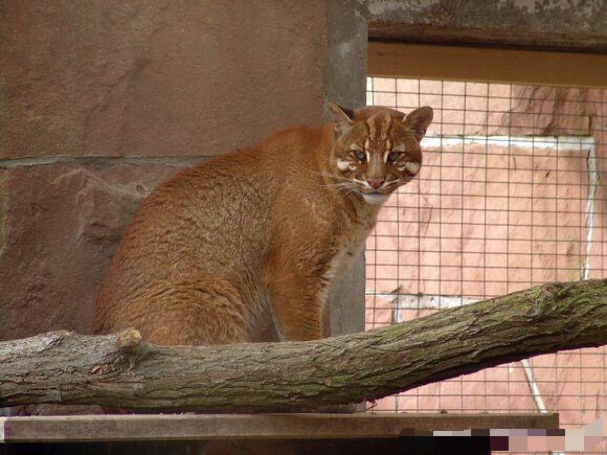 婆罗洲金猫 对生物学家来说颇为神秘的物种.