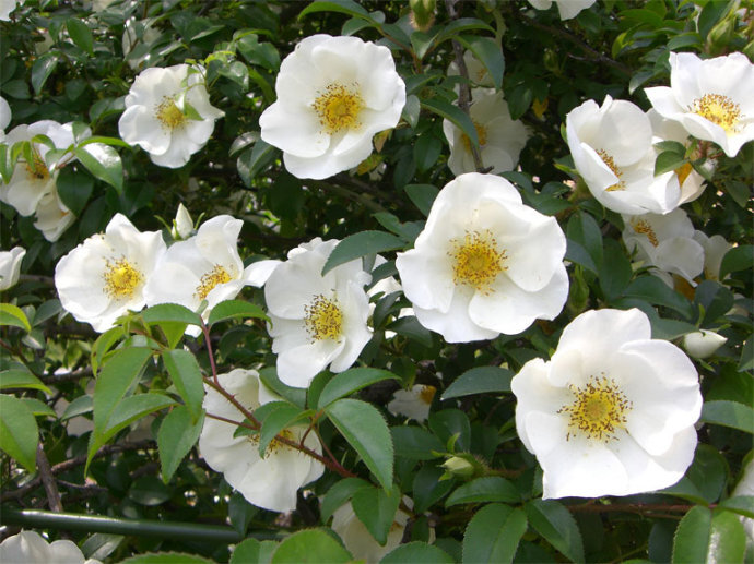 金樱子,中药名.为蔷薇科植物金樱子rosa laevigata michx.