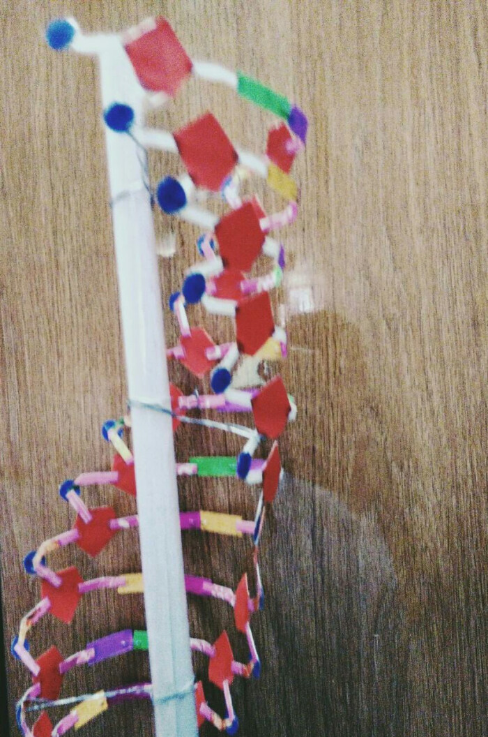 2333生物老师要求做的dna双螺旋结构模型