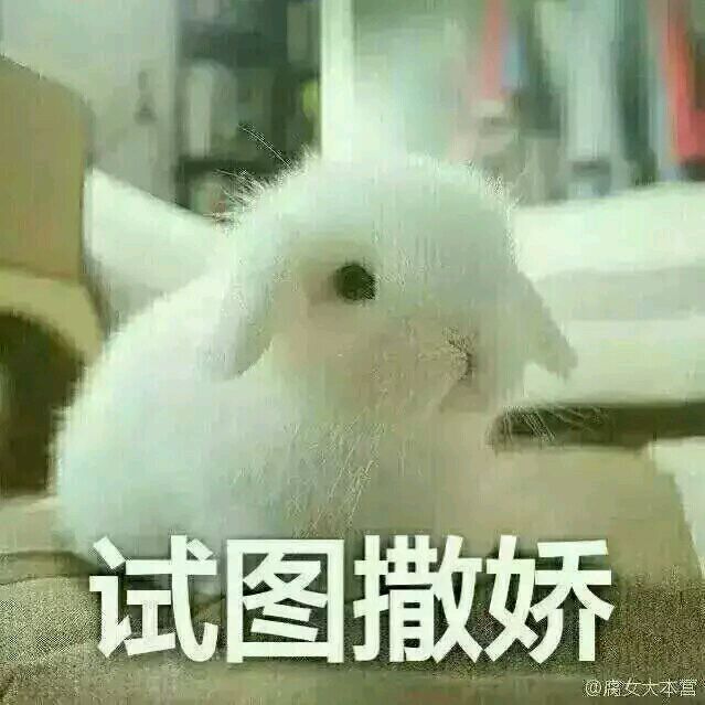 萌宠 兔兔 表情包