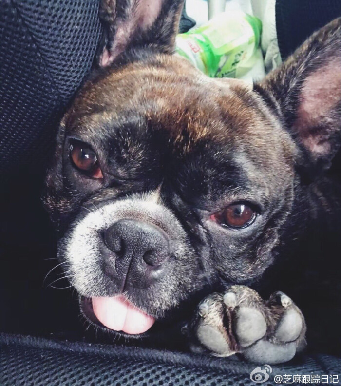 #法斗##萌宠#蚂蚁牙黑~!