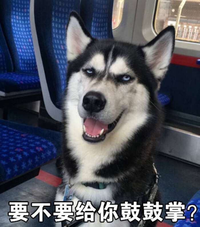 聊天专用#逗比二哈表情,怼死你!