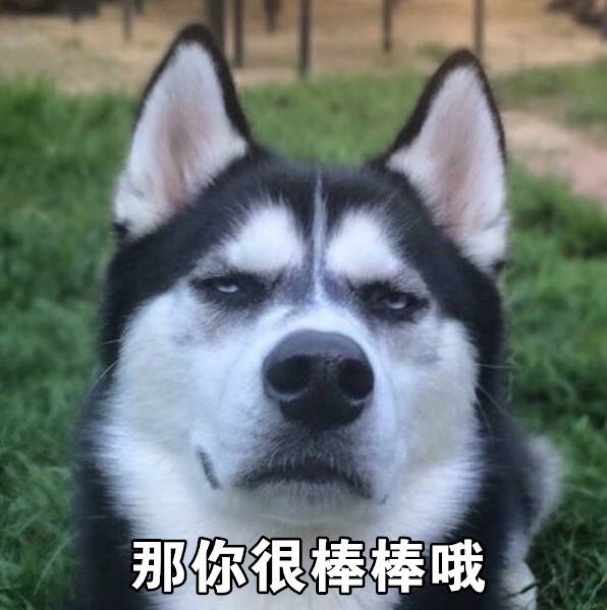 聊天专用#逗比二哈表情,怼死你!