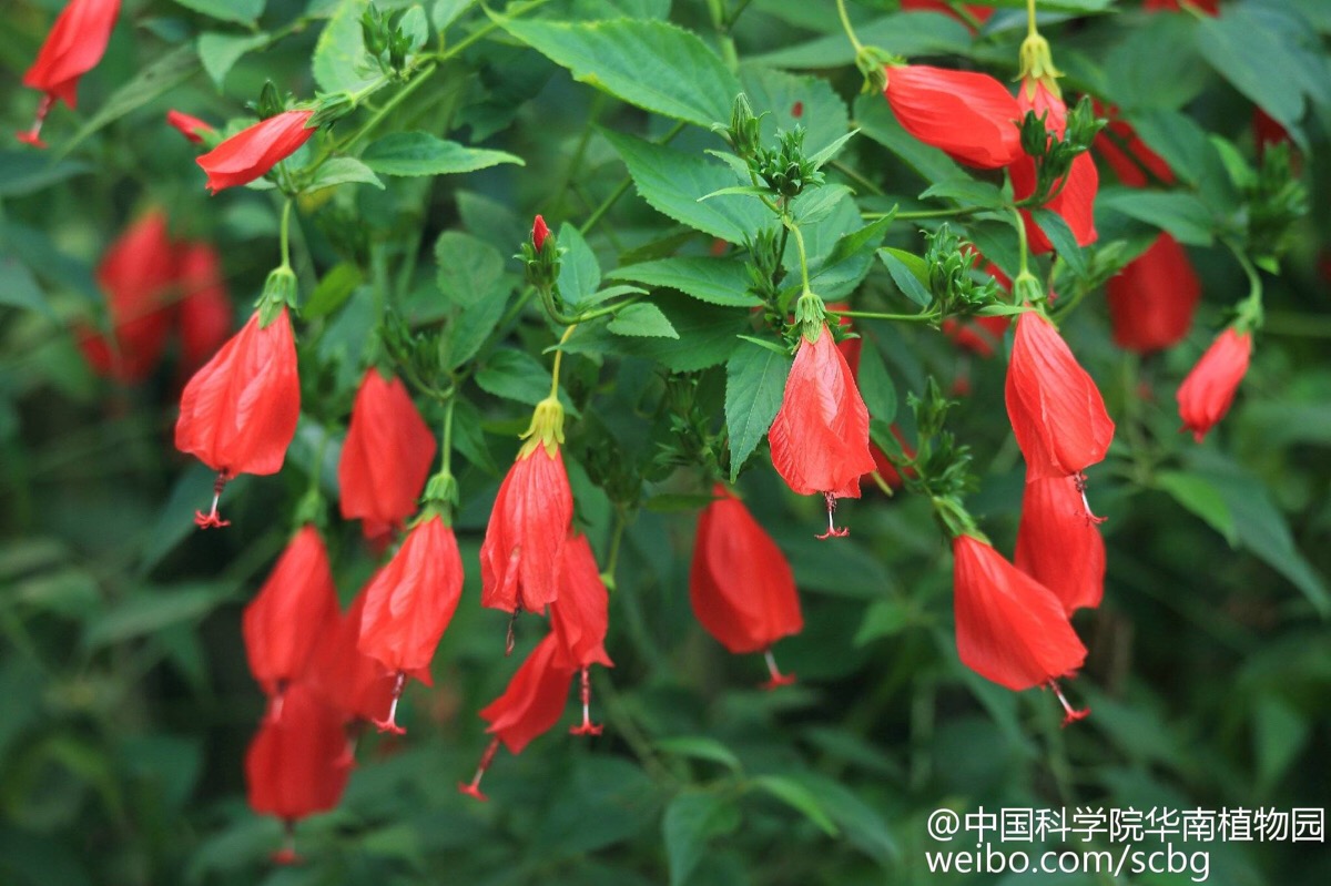 垂花悬铃花(malvaviscus arboreus var. mexicanus schltdl.