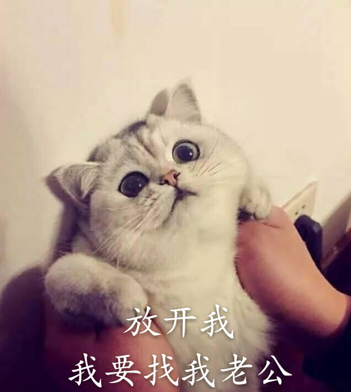 萌猫表情包,喜欢就收藏吧,mua~ by:沐雨.