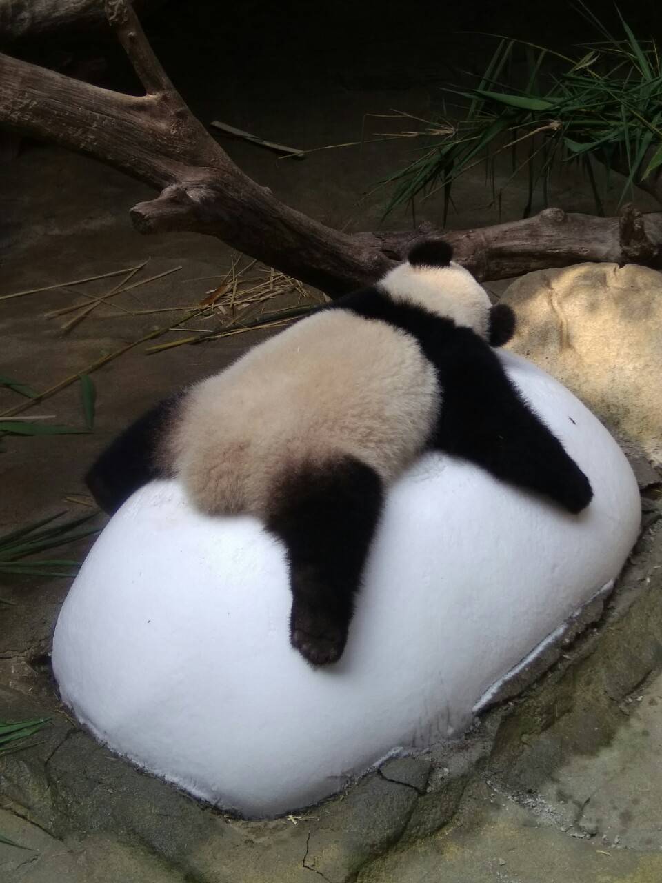熊猫瘫 